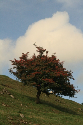 Stunted tree, Brynhir Farm, near Builth Wells, Wales; 20-09-10