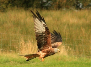 Red Kite, Gigrin Farm, Rhayader, Wales; 21-09-10