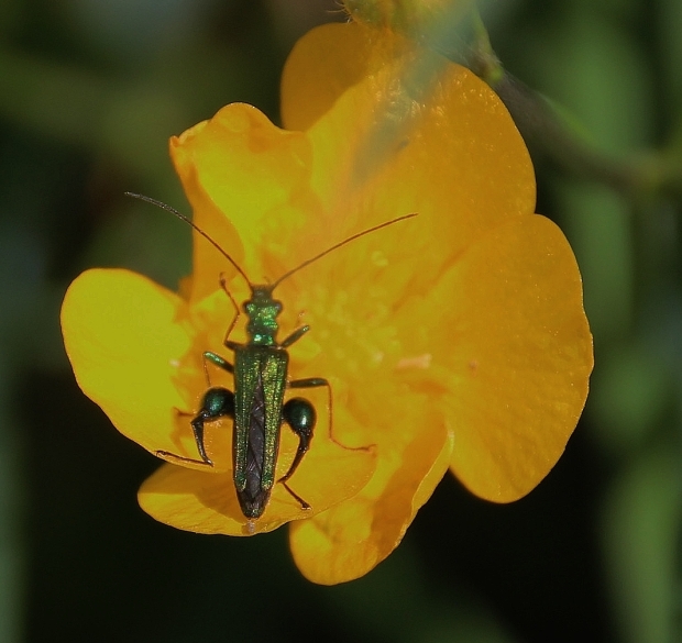 Buttercup and insect, The Lizard, Cornwall; 08-06-14